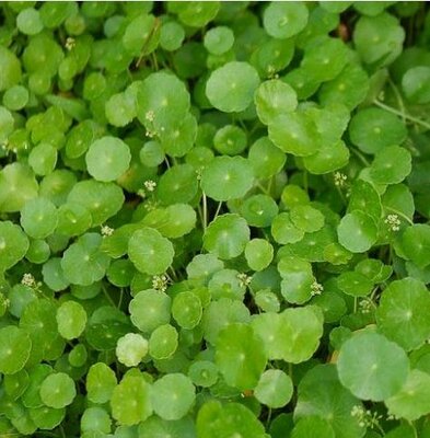 Water and Marsh Pennywort - image 2