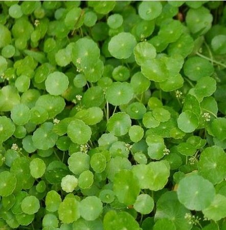 Water and Marsh Pennywort