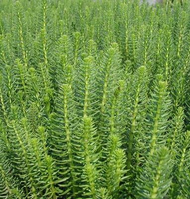 Mare's Tail Water Plant