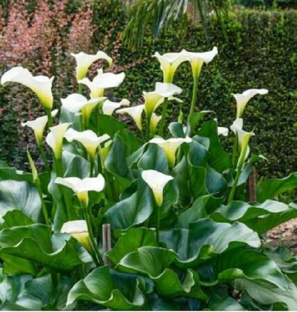 White Giant Hardy Calla Lily - image 2