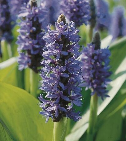 Purple Pickerel Weed - image 2