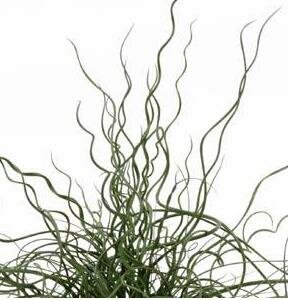 Corkscrew Rush - image 2