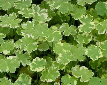 Variegated Water Penny Wort