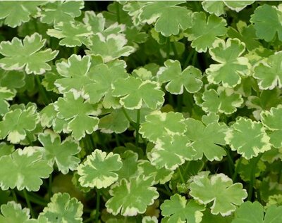 Variegated Water Penny Wort