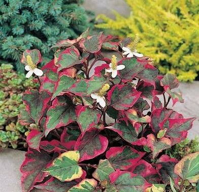Variegated Chameleon Houttuynia