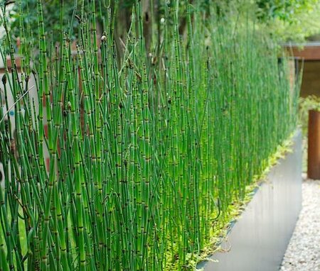 Barred Horsetail
