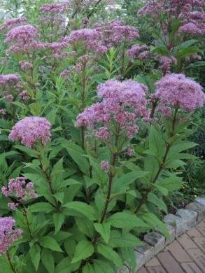 Baby Joe-Pye Weed (Eupatorium)