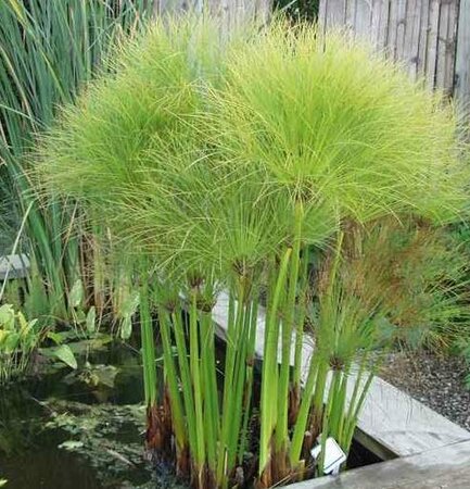 Giant Egyptian Papyrus