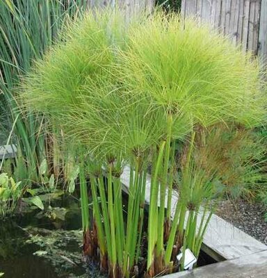 Giant Egyptian Papyrus