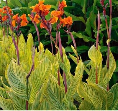 Yellow Variegated Tropicanna Lily