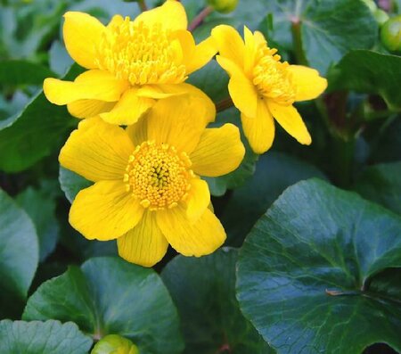Marsh Marigold - image 2