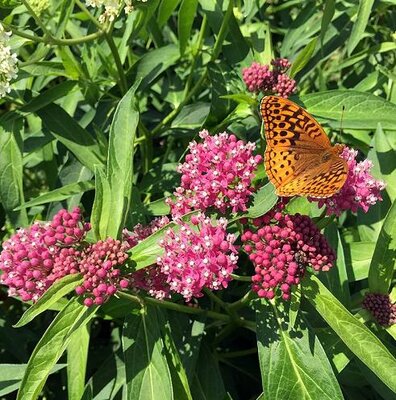 Cinderella Butterfly Weed - image 2