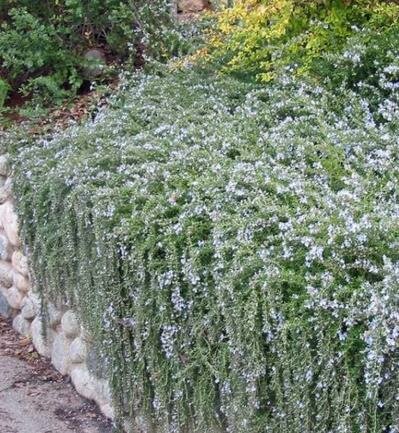 Carpet Rosmary