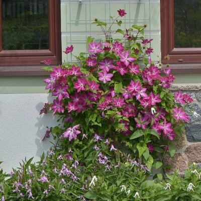 Viva Polonia Clematis