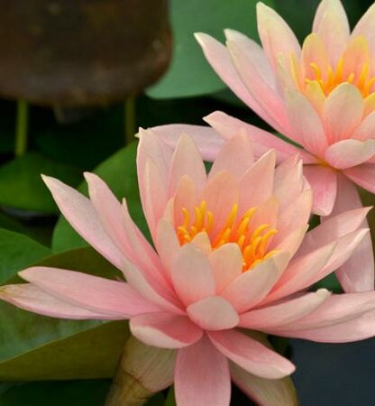 Colorado (Changeable) Water Lily