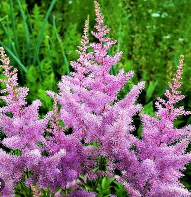 Astilbe Amethyst