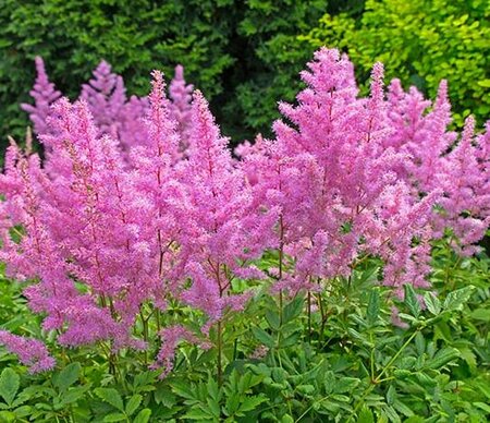 Rhineland Astilbe