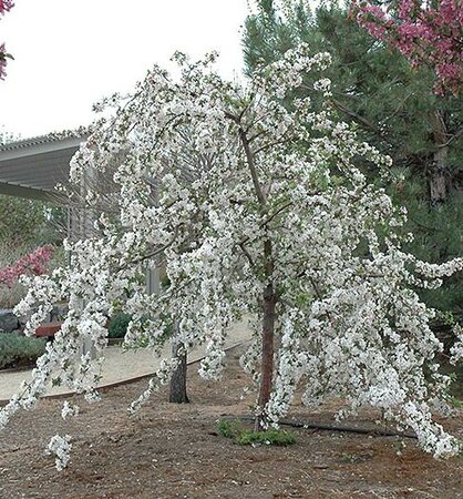 Red Jade Weeping Flowering Crabapple