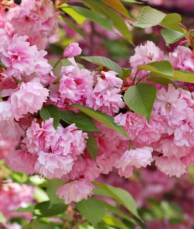 Kwanzan Flowering Cherry