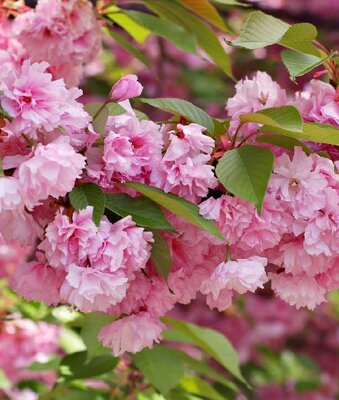 Kwanzan Flowering Cherry