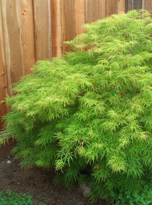 Waterfall Japanese Maple