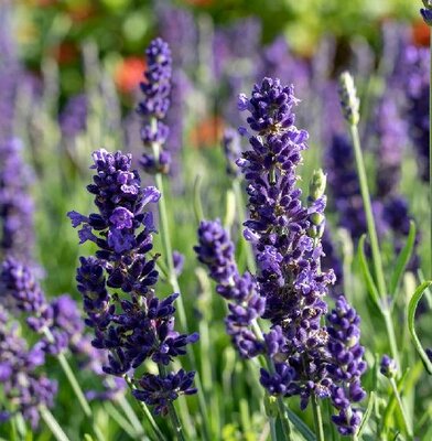 Elegance Purple English Lavender