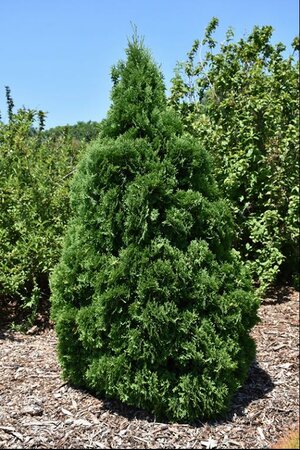 Holmstrup Cedar