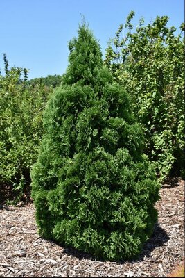Holmstrup Cedar