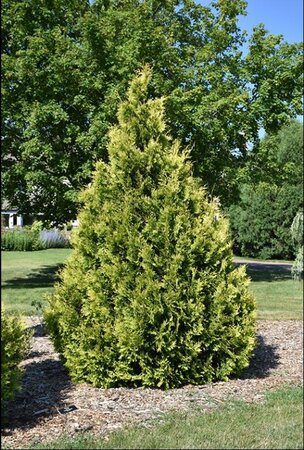 Yellow Ribbon Cedar