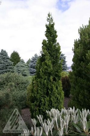 Zmatlik Cedar