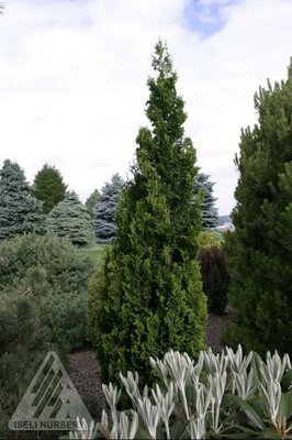 Zmatlik Cedar