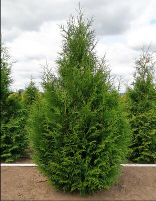 Steeplechase Western Red Cedar