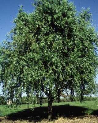 Corkscrew Contorted Weeping Willow