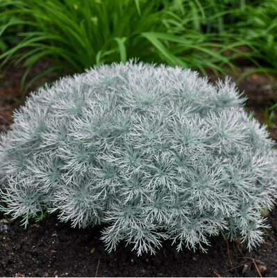 Silver Mound Artemisia