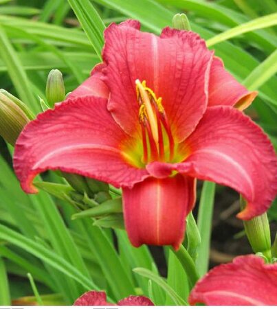 Cherry Stella Daylily