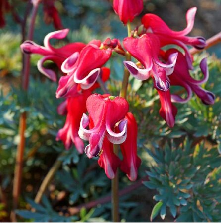 Burning Hearts Bleeding Heart