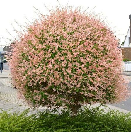 Japanese Dappled Willow (Hakuro-Nishiki)