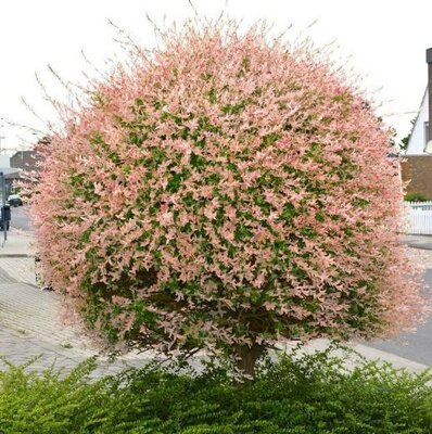 Japanese Dappled Willow (Hakuro-Nishiki)