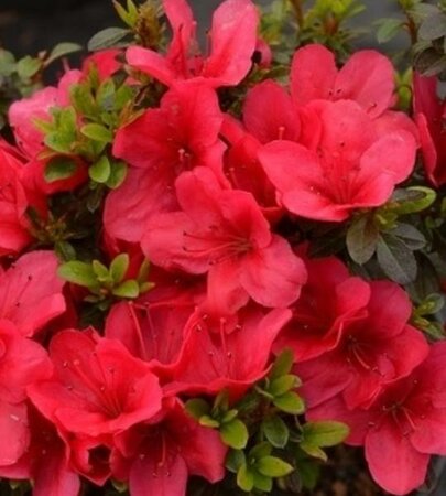 Cherry Drops Azalea