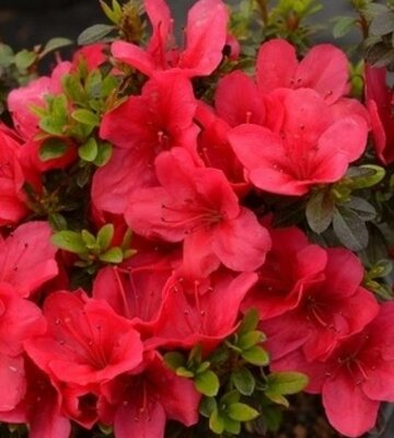 Cherry Drops Azalea