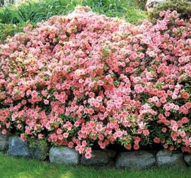 Gumpo Pink Azalea