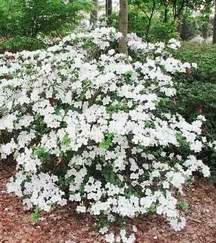 Girard's Pleasant White Azalea - image 2