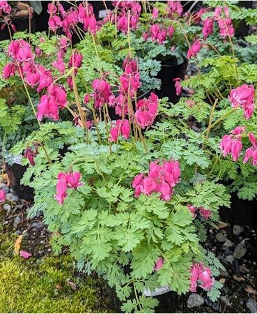 King Of Hearts Bleeding Heart