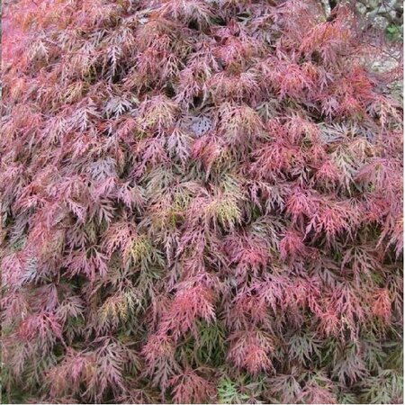 Orangeola Japanese Maple Tree - image 2
