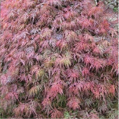 Orangeola Japanese Maple Tree - image 2