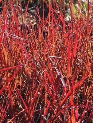 Holy Smoke Big Bluestem (Andropogon)