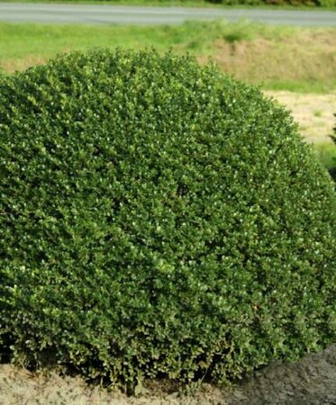 Glorie Dwarf Japanese Holly