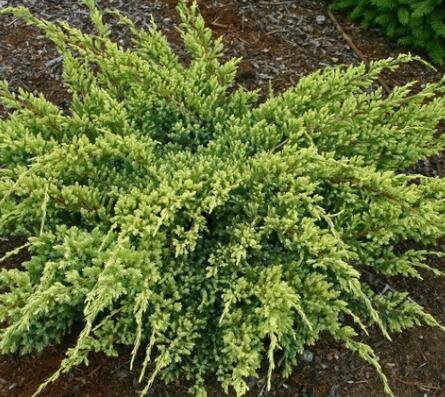 Dream Joy Juniper