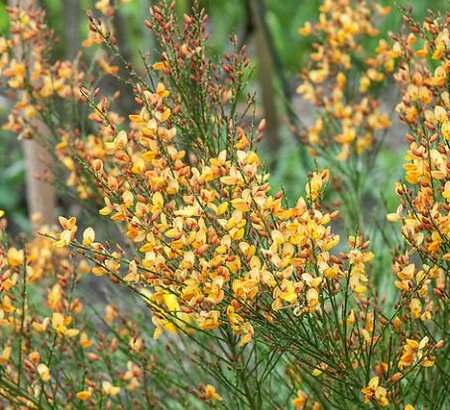 Apricot Gem Broom