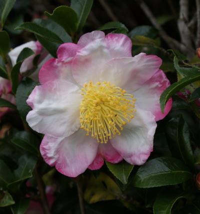 Hana Jiman Camellia